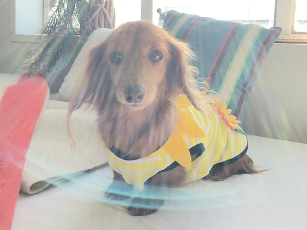 夏の定番ひまわり