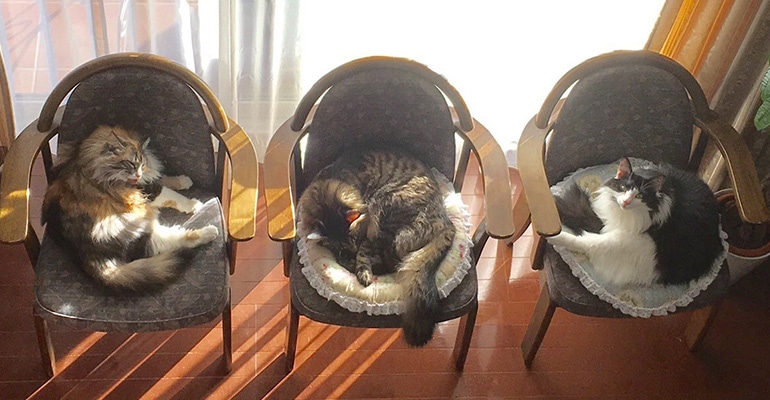 猫写真