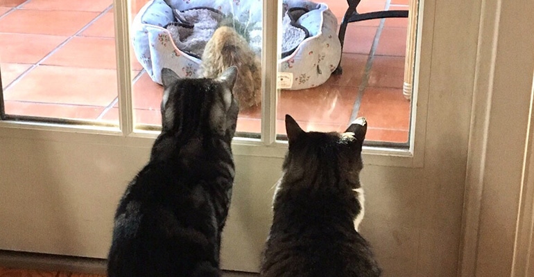 猫写真