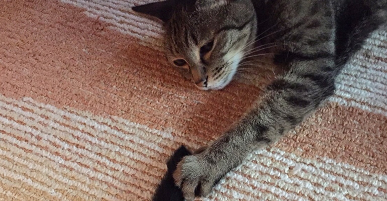 猫写真