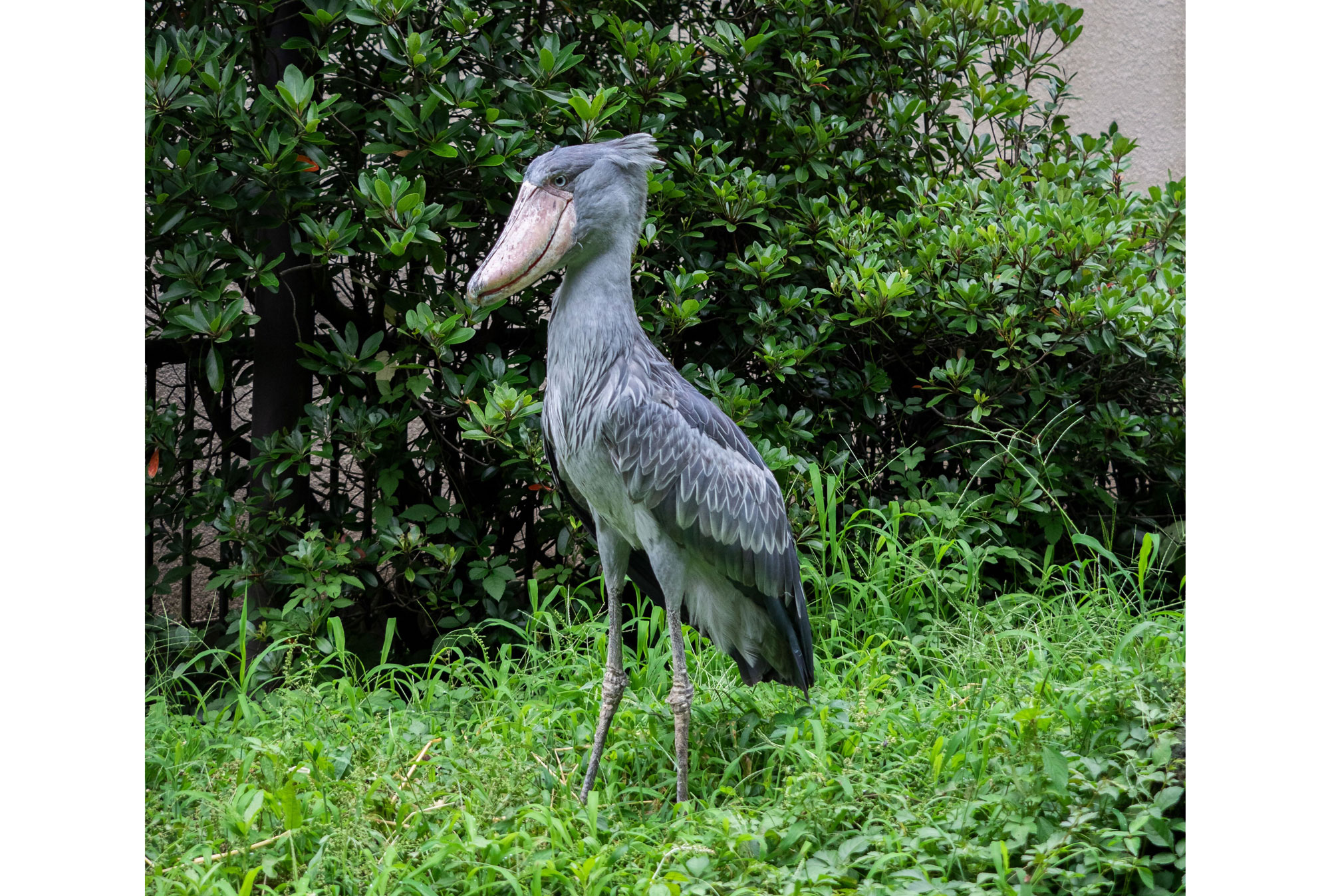 ハシビロコウスタンド | CAINZ DIY MARKET | オーダー家具プラットフォーム