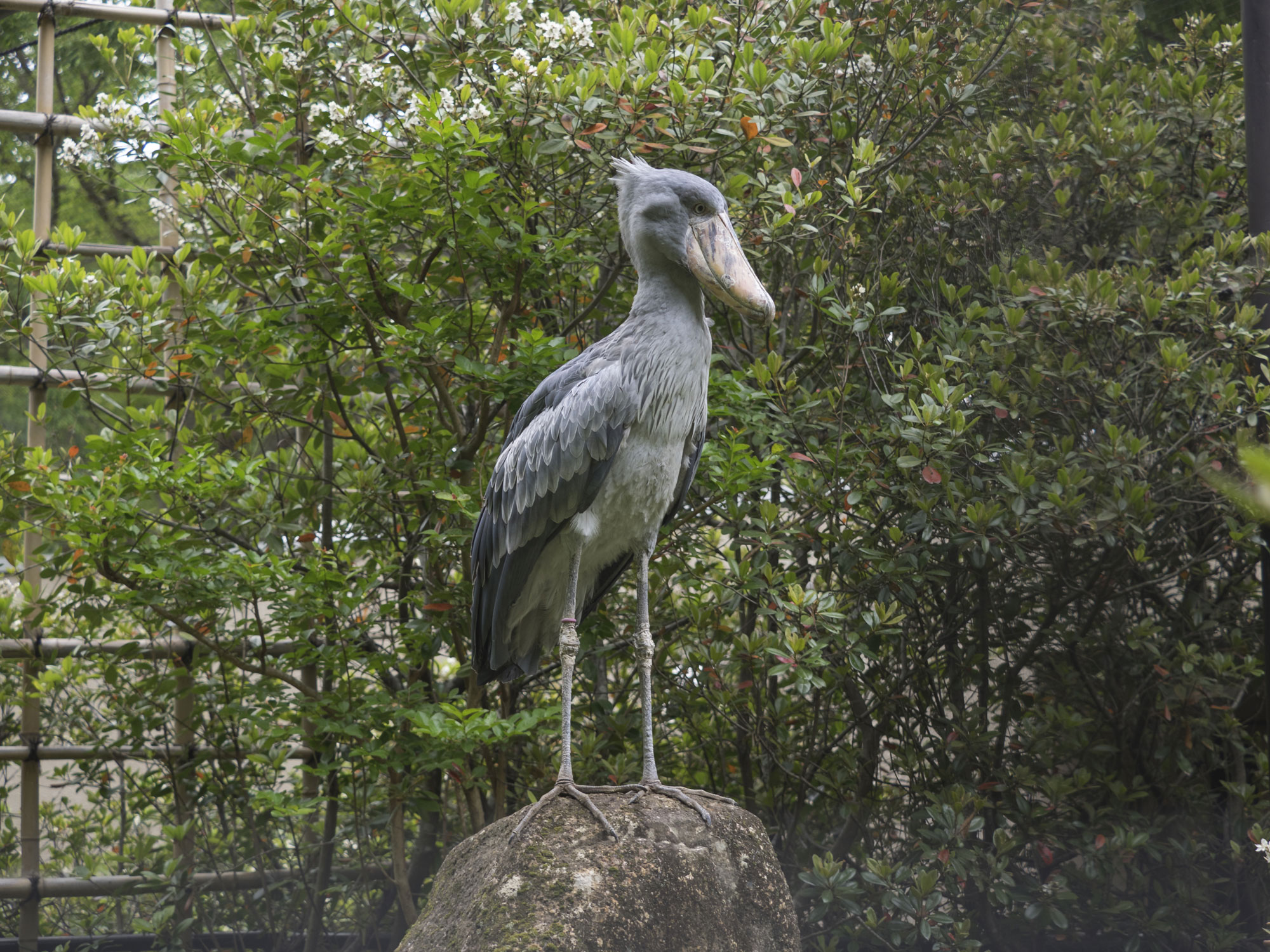 ✴︎ ♡ハシビ口コウ♡ページ ハシビロコウスタンド | CAINZ DIY MARKET | オーダー家具プラットフォーム