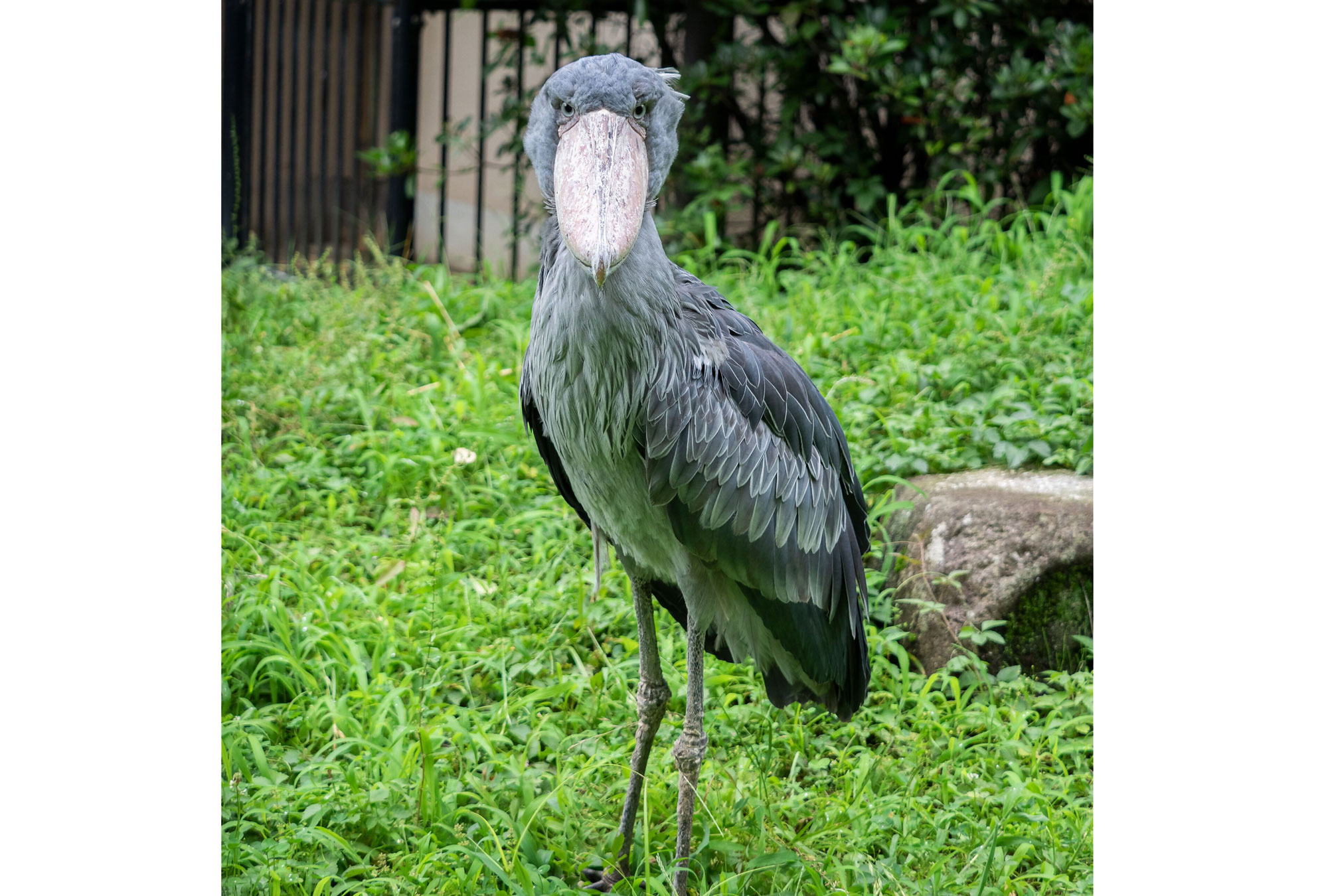 ハシビロコウスタンド | CAINZ DIY MARKET | オーダー家具プラットフォーム