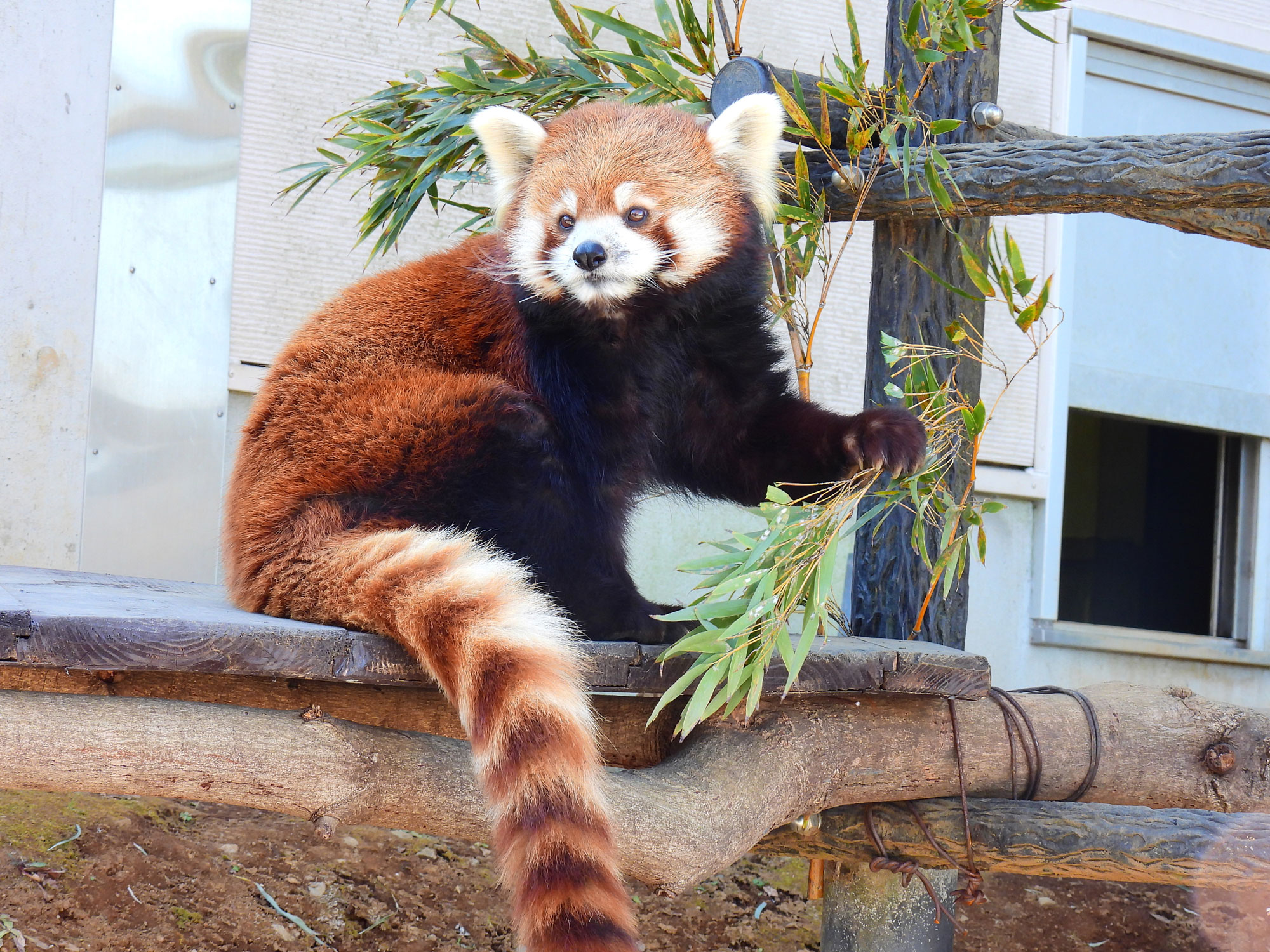 レッサーパンダスタンド Aタイプ | CAINZ DIY MARKET | オーダー家具