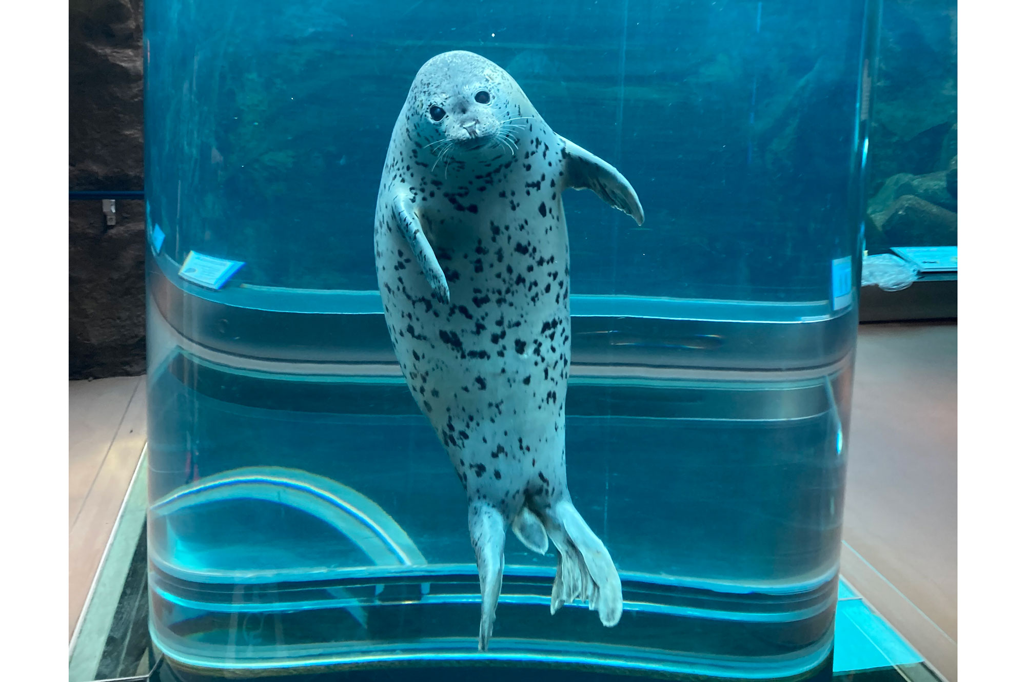 アザラシラック | CAINZ DIY MARKET | オーダー家具プラットフォーム