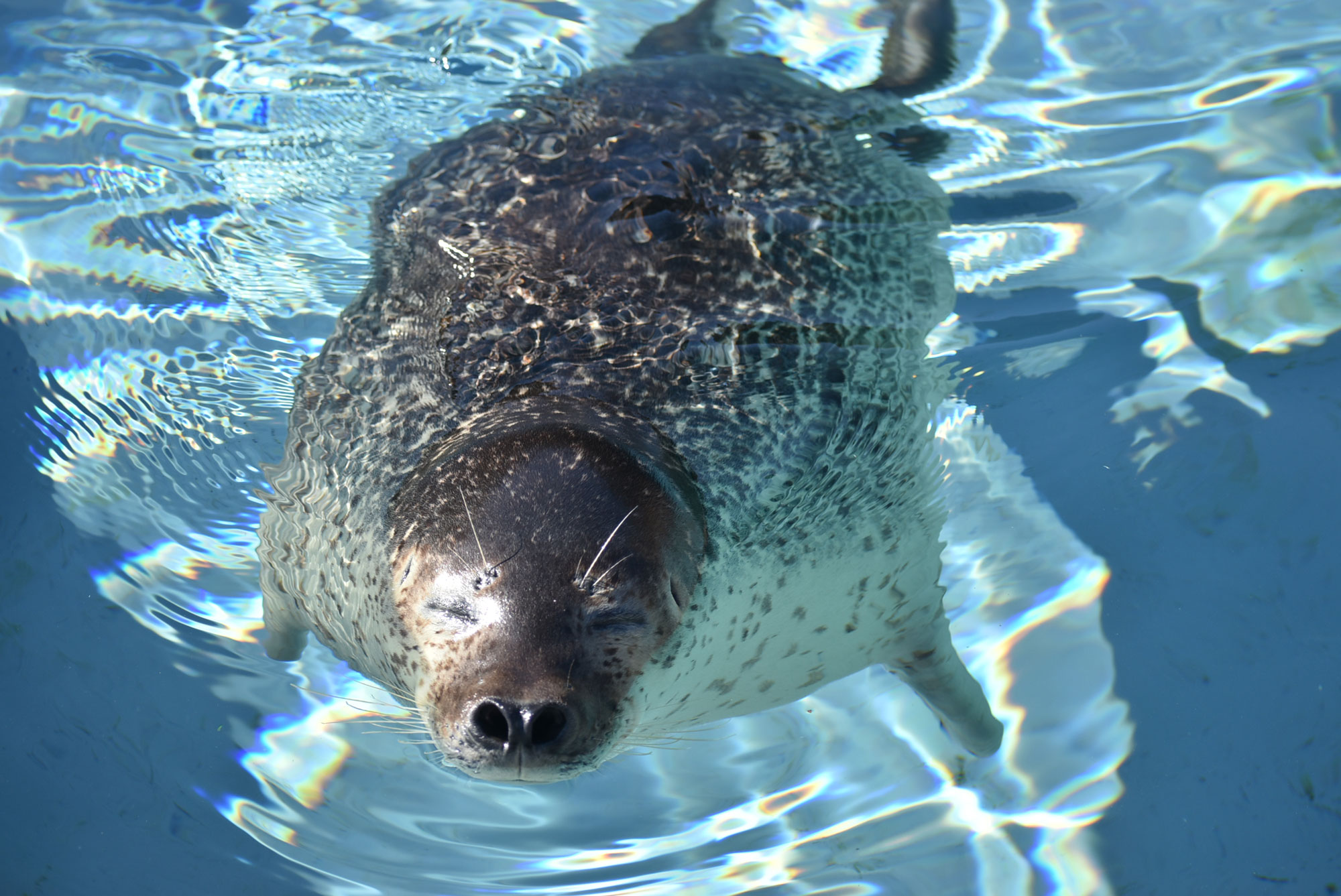 アザラシラック | CAINZ DIY MARKET | オーダー家具プラットフォーム