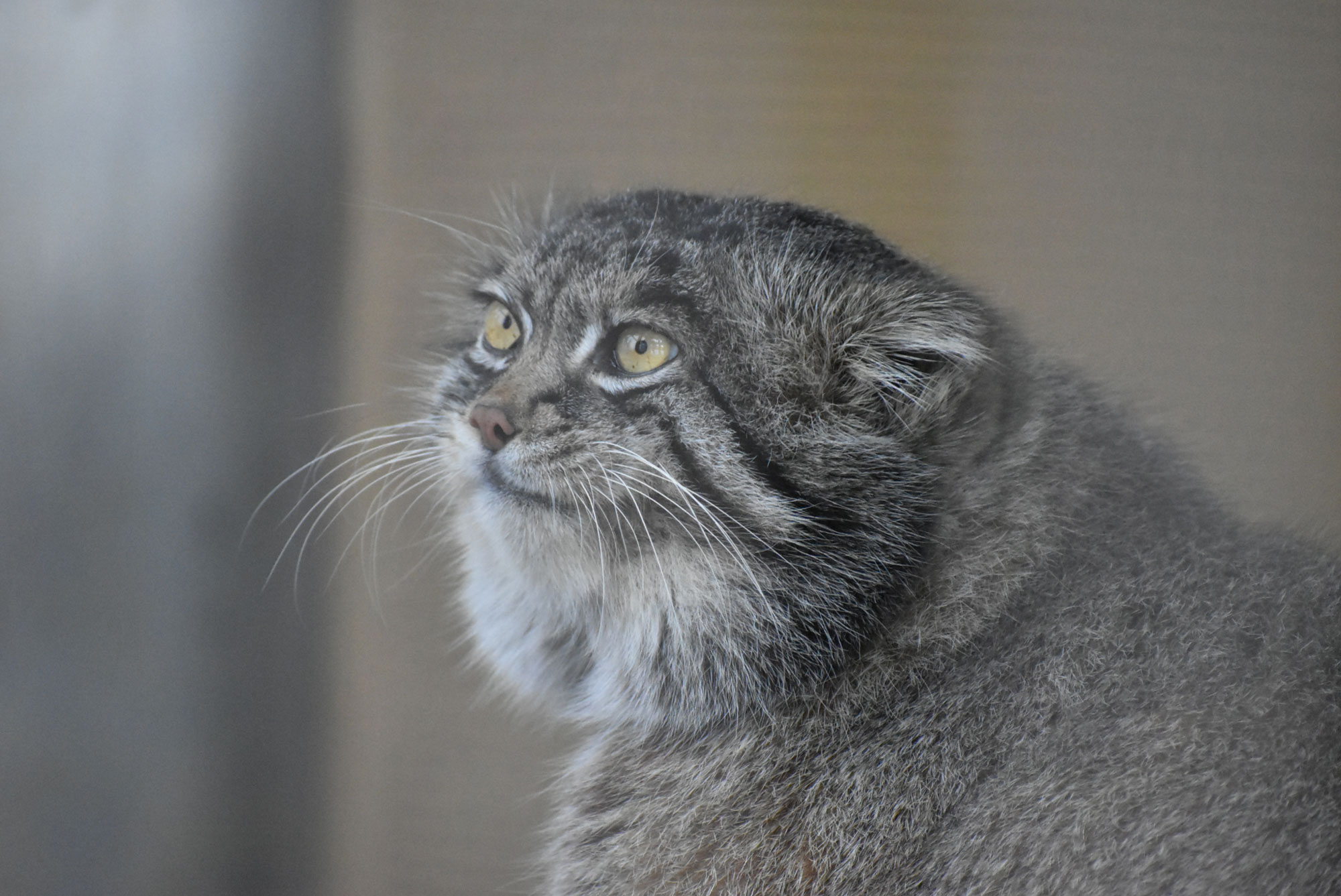 マヌルネコラック | CAINZ DIY MARKET | オーダー家具プラットフォーム