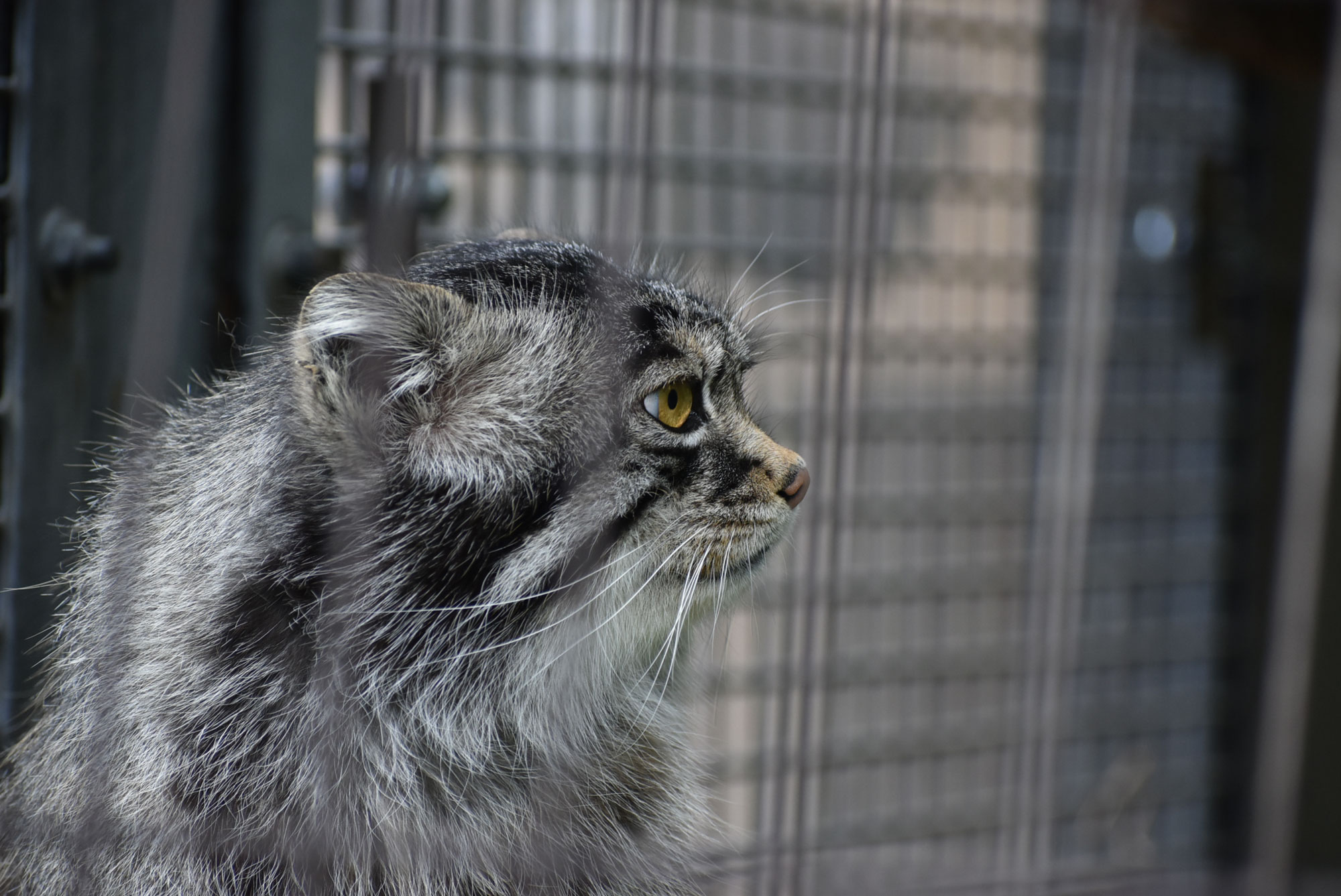 かとうゆみ　マヌルネコ マヌルネコラック | CAINZ DIY MARKET | オーダー家具