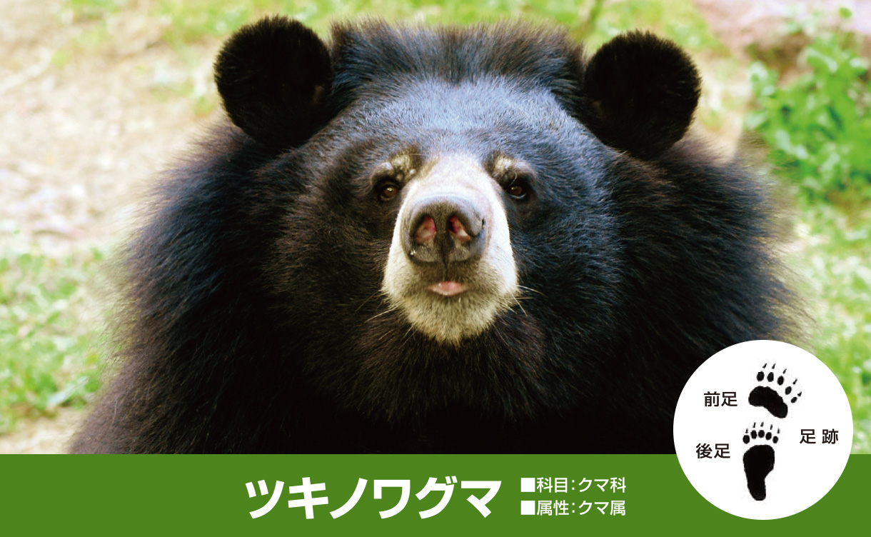 クマ対策用品特集｜ホームセンターのカインズ公式通販サイト