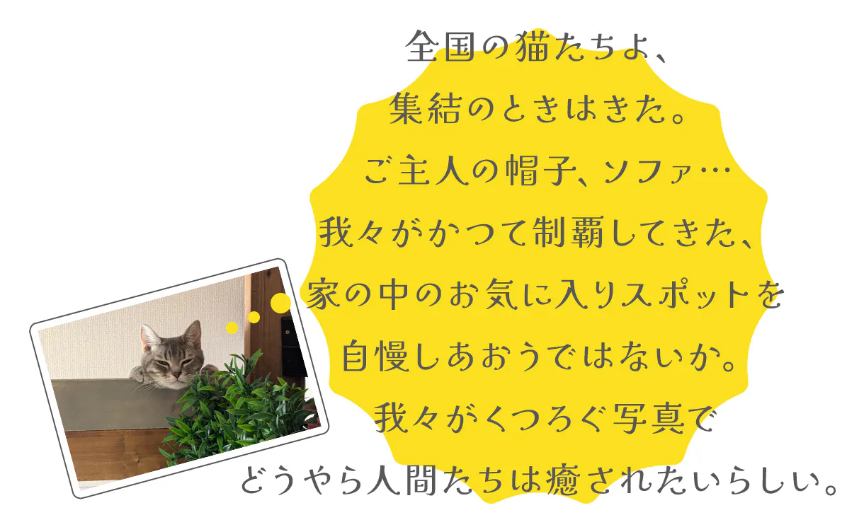 ねこ様 ご確認用です♪ 麗しき
