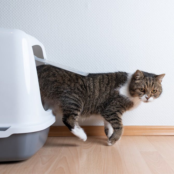 猫の「トイレハイ」の謎に迫る！考えられる理由や注意が必要なケースを解説