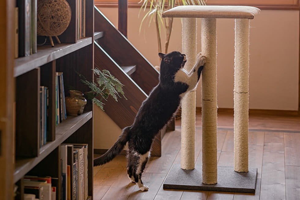 カインズホーム　キャットタワー キャットインテリアタワー デラックス T31 | ペット用品（猫