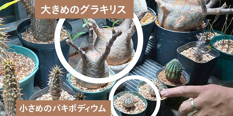 ビザールプランツ（塊根植物・コーデックス）の魅力 種類・育て方