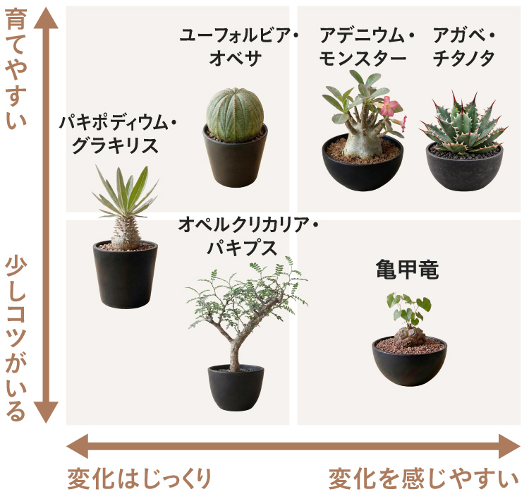 ビザールプランツ（塊根植物・コーデックス）の魅力 種類・育て方
