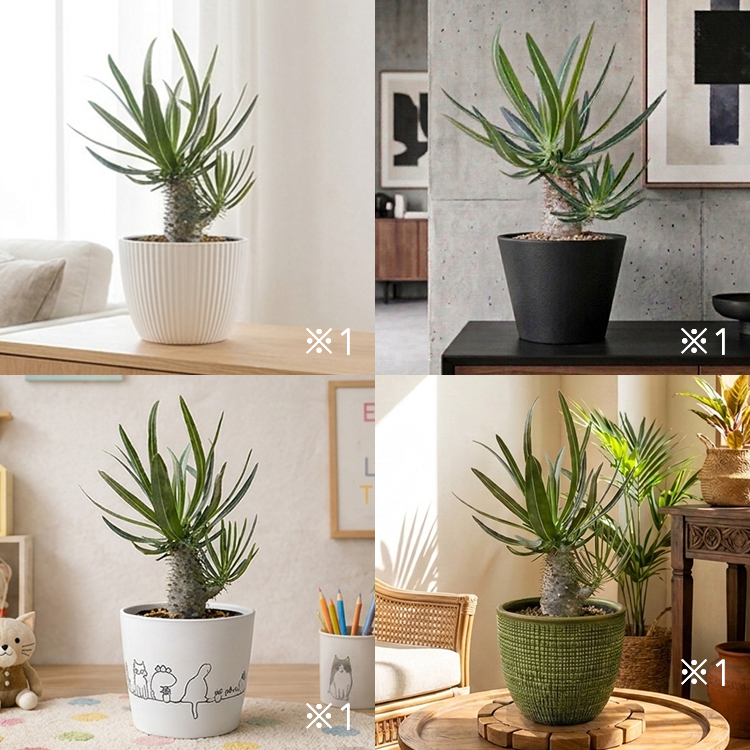 ビザールプランツ（塊根植物・コーデックス）の魅力 種類・育て方