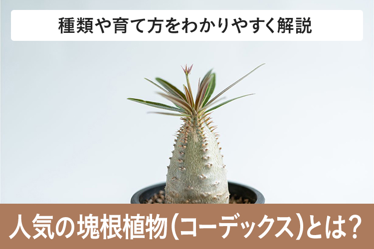 ビザールプランツ（塊根植物・コーデックス）の魅力 種類・育て方