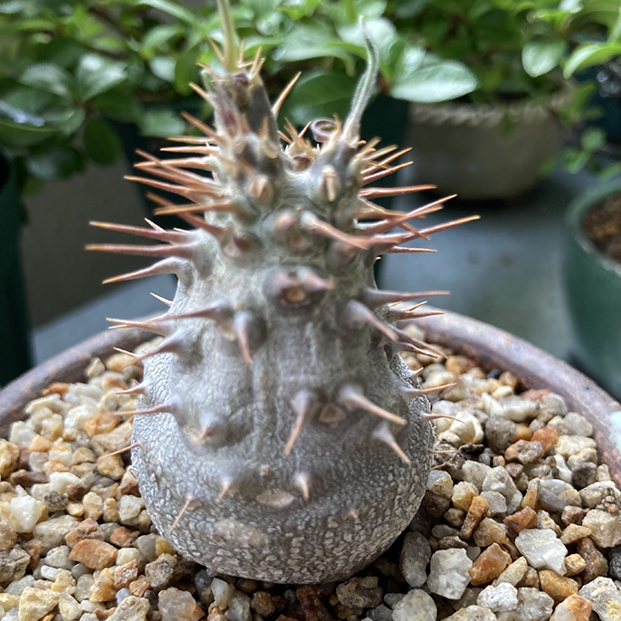 ビザールプランツ（塊根植物・コーデックス）の魅力 種類・育て方