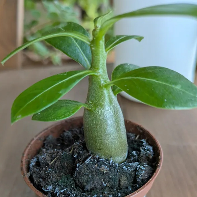 ビザールプランツ（塊根植物・コーデックス）の魅力 種類・育て方