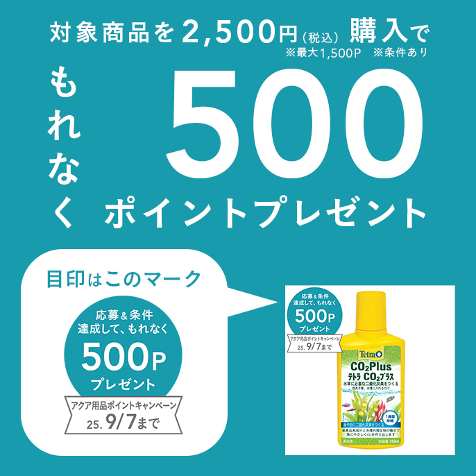 龍球荟 白毫刺 子株OC (発根済) アガベ オアハカ 
