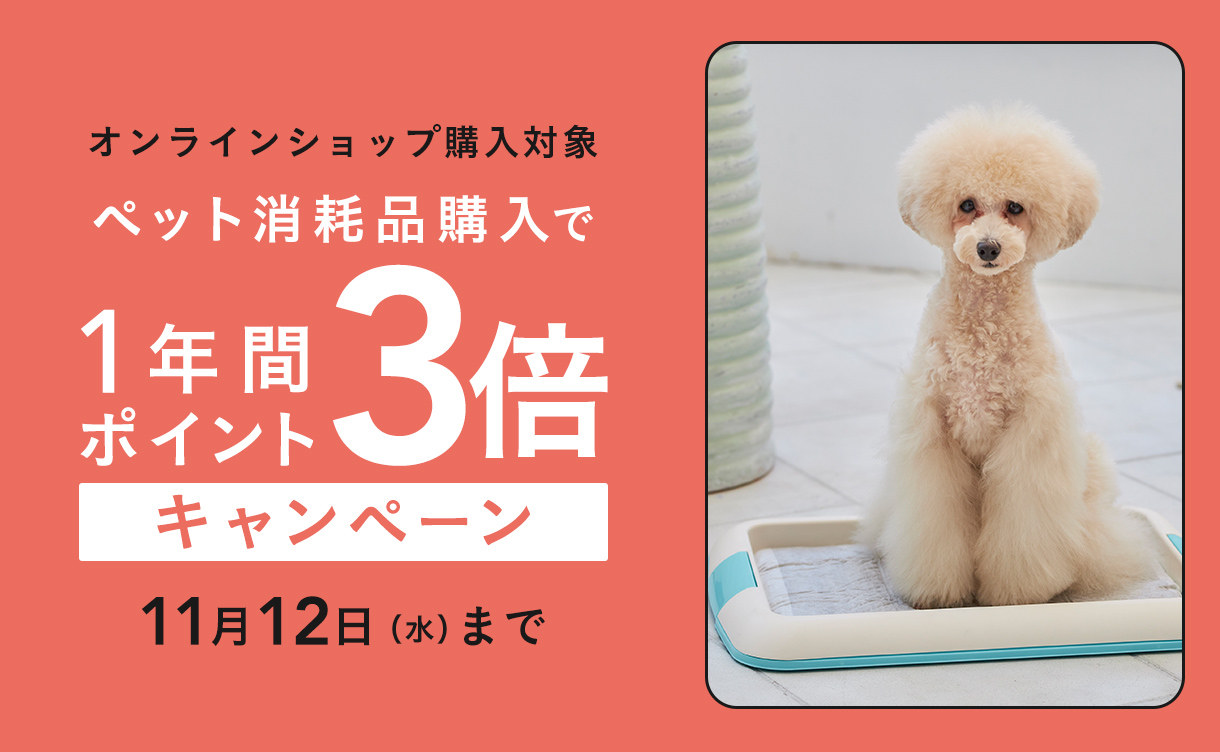 わんわん様専用 わんわん様専用】 わんわん様専用！RUSH wow！ 箱の