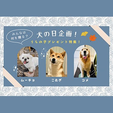 犬をもっと好きになるメディア WanQol 11月1日は「犬の日」愛犬に感謝を伝えよう！