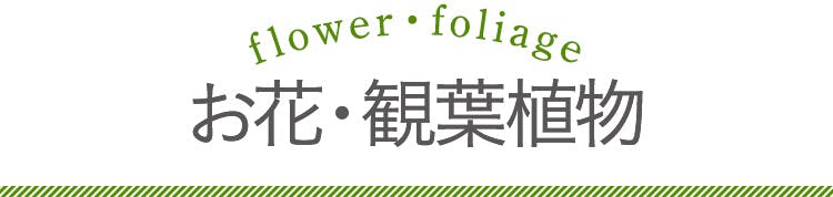 お花・観葉植物