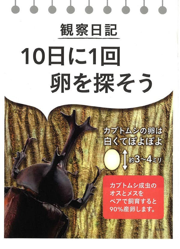 10日に一回卵を探そう