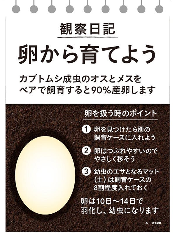 卵から育てよう カブトムシ成虫のオスとメスをベアで飼育すると90%産卵します