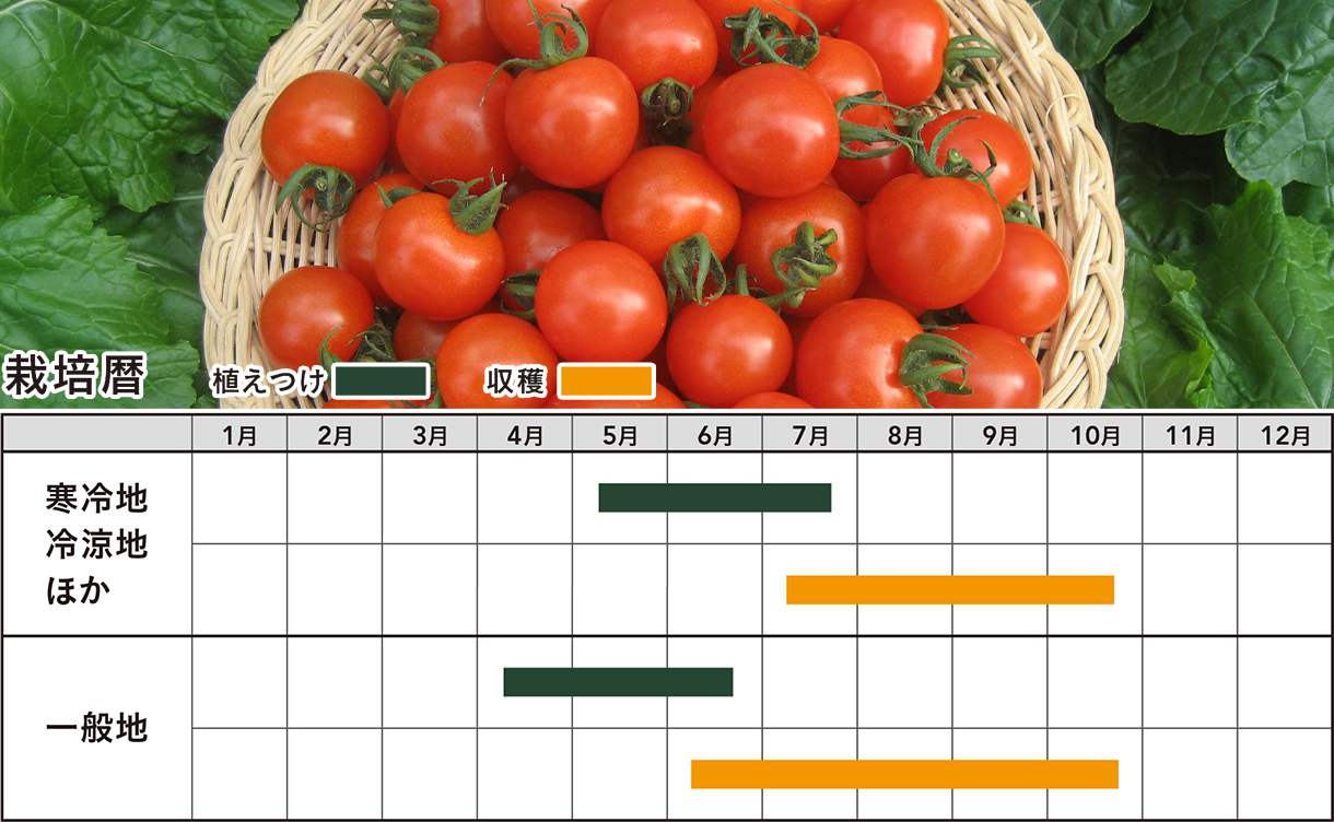 春の園芸を楽しもう｜ホームセンターのカインズ公式通販サイト
