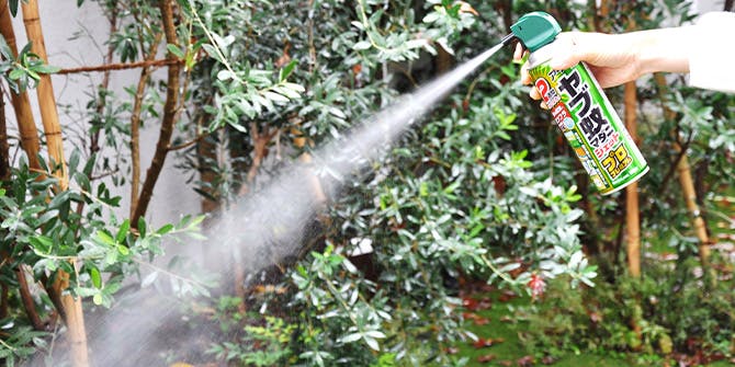 【7月】夏の植物栽培セットイメージ