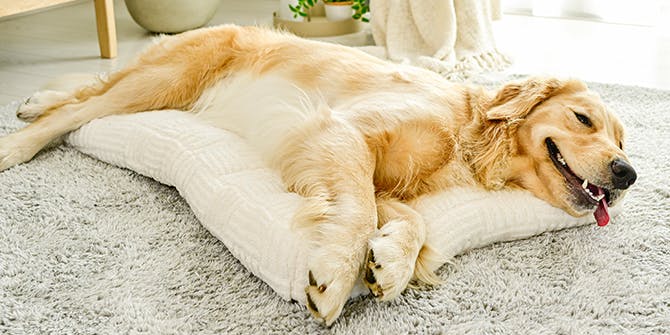 大型犬用サイズ