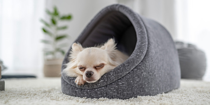 国内未入荷】セレブ犬用ベッド☆PLAY☆ラウンジベッド Sサイズ ...
