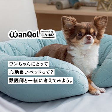 犬をもっと好きになるメディア WanQol 獣医動物行動学の専門家とカインズが共同開発した「ペットベッド」
