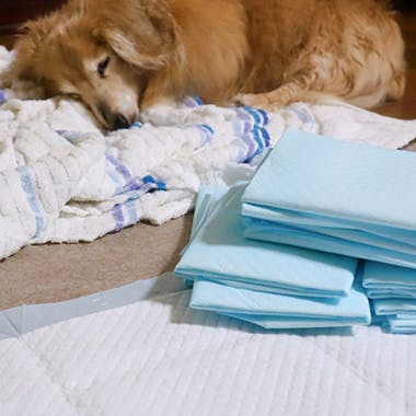 犬用ペットシーツ厳選8選！ 選び方のコツや一緒にあると便利なグッズも紹介！