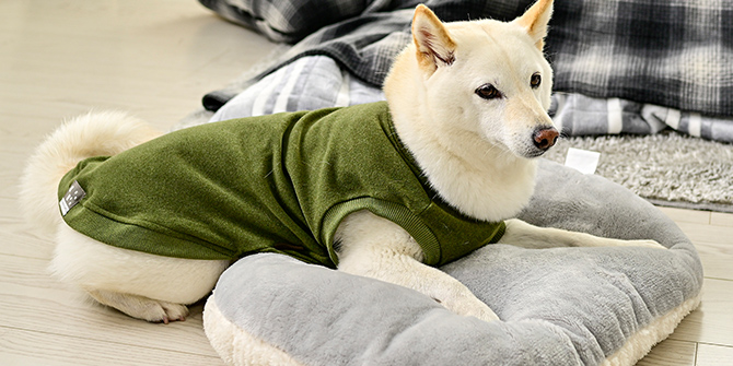 ルームスウェット マルーン Lサイズ ペット服(犬の服)(販売終了