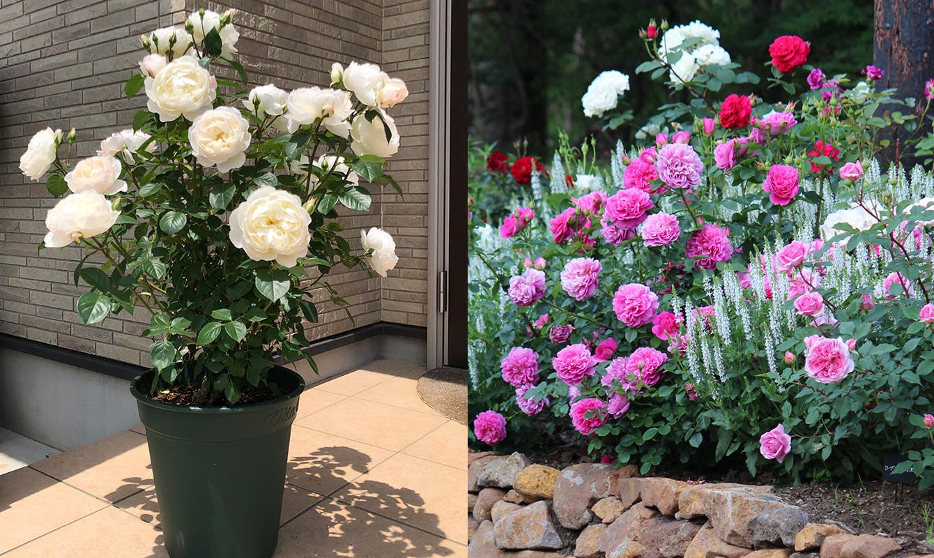 鉢植え・花壇向き