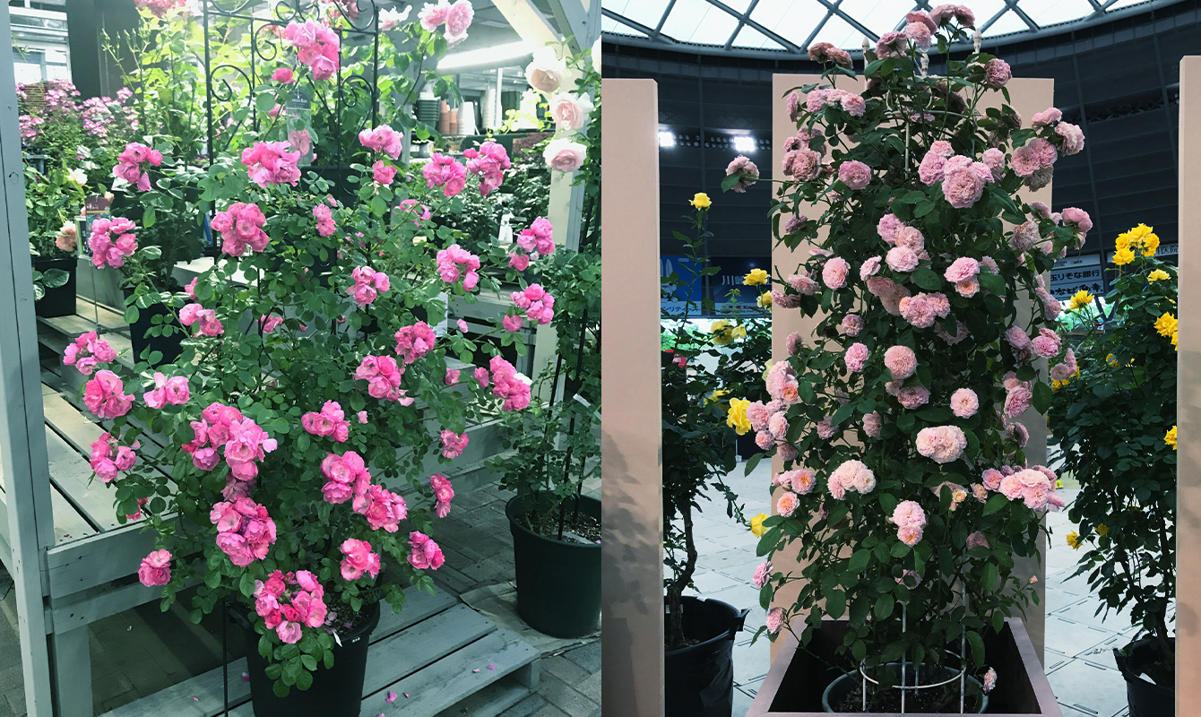 憧れのバラを育てる SPLENDID ROSE COLLECTION バラ苗予約販売