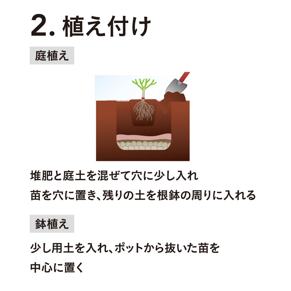 第1弾】憧れのバラを育てる SPLENDID ROSE COLLECTION バラ苗予約販売