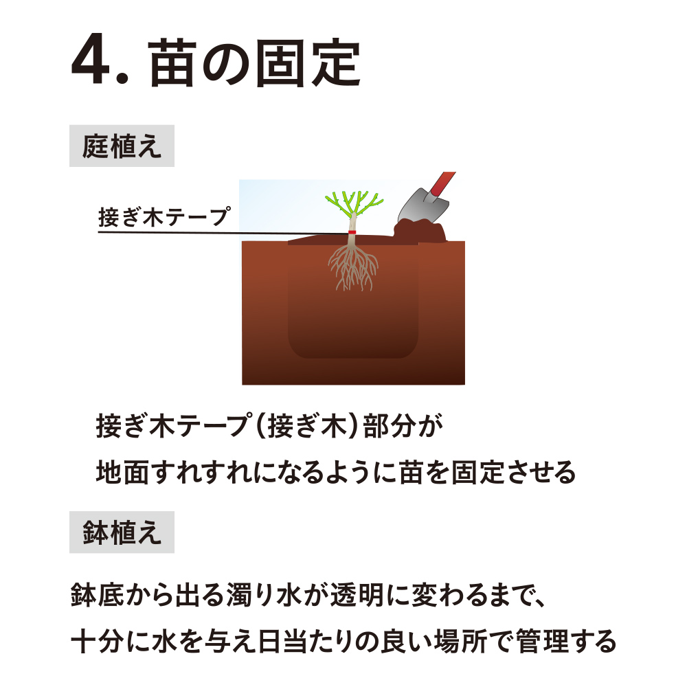 第1弾】憧れのバラを育てる SPLENDID ROSE COLLECTION バラ苗予約販売