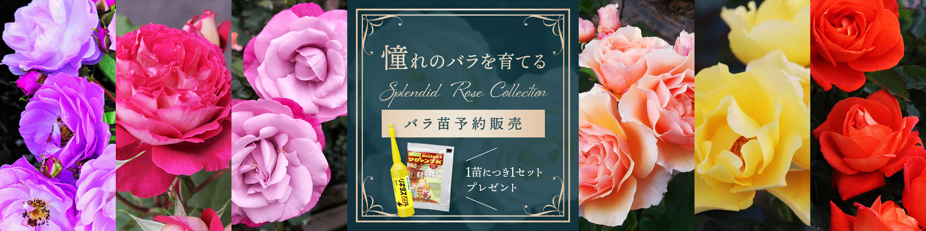 バラ苗予約販売 SPLENDID ROSE COLLECTION｜ホームセンター通販
