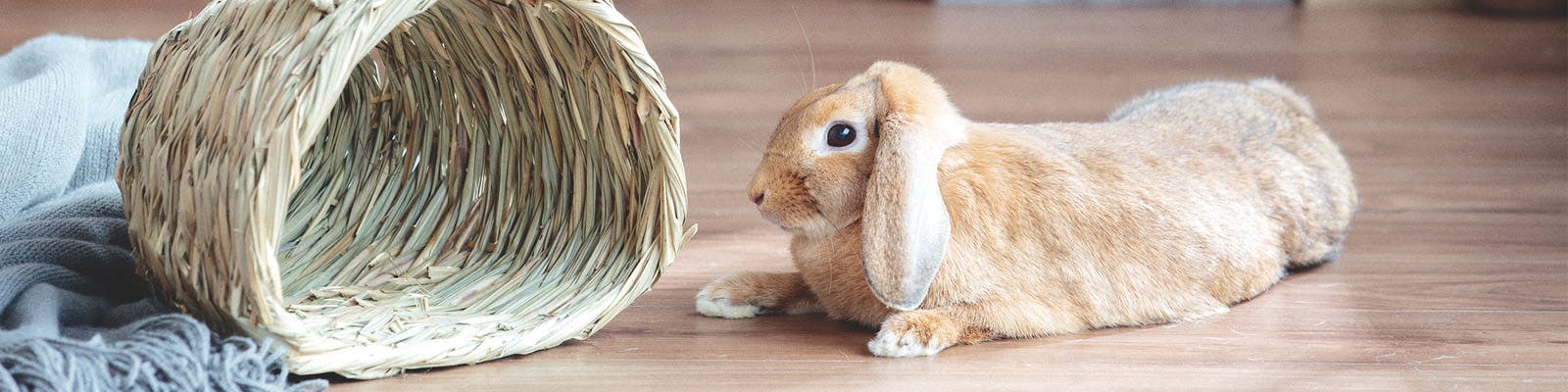 うさぎ・ハムスターを飼おう!
