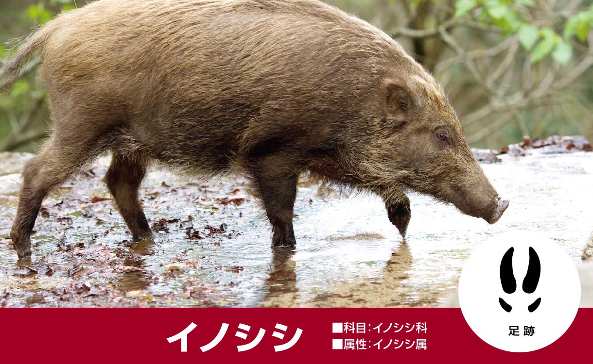 猪（イノシシ）対策用品特集｜ホームセンターのカインズ公式通販サイト