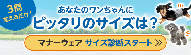 マナーウェア 女の子用 SSSSサイズ 2種のデザイン入り 42枚入 | ペット