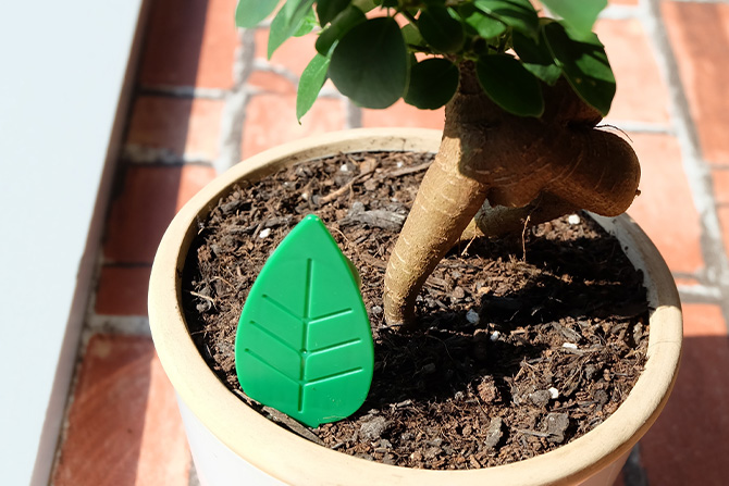 オンライン限定】観葉植物栽培セット(販売終了) | 用土・肥料