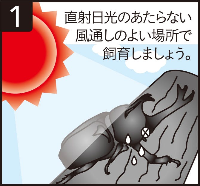 直射日光のあたらない風通しのよい場所で飼育しましょう。