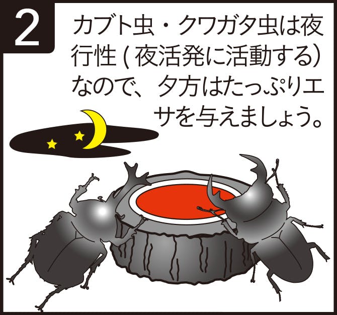 カブト虫・クワガタ虫は夜行性(夜活発に活動する)なので、夕方はたっぷりエサを与えましょう。