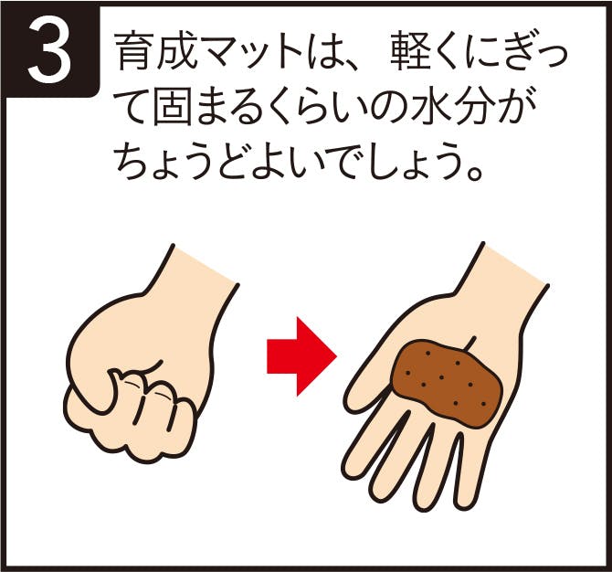 育成マットは、軽くにぎって固まるくらいの水分がちょうどよいでしょう。
