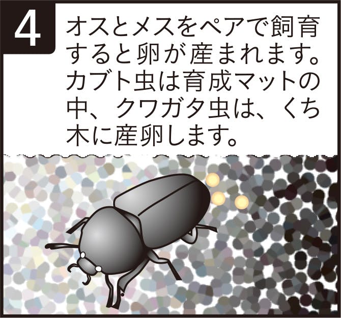 オスとメスをペアで飼育すると卵が産まれます。カブト虫は育成マットの中、クワガタ虫は、くち木に産卵します。