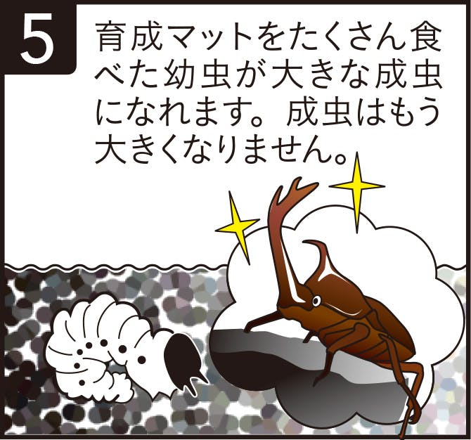 育成マットをたくさん食べた幼虫が大きな成虫になれます。成虫はもう大きくなりません。