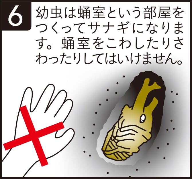 幼虫は蛹室という部屋をつくってサナギになります。蛹室をこわしたりさわったりしてはいけません。